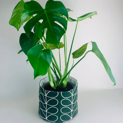 Ever Green Stem Orla Kiely Plant Pot: Retro Decor, Multiple Sizes