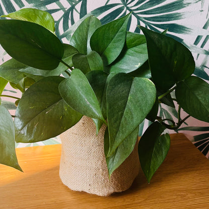 hessian pot plant covers Rustic Hessian Burlap Plant Pot Cover, Storage Basket, Mid Century Chic, House Plant Cover, Indoor Planter
